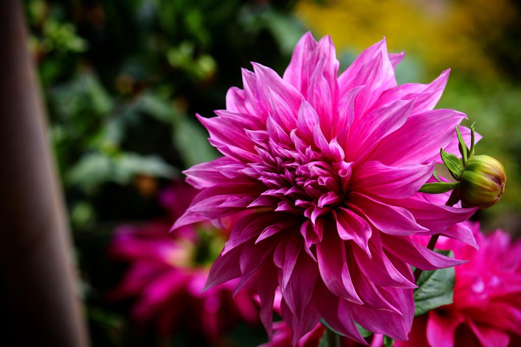 Close-up of a vibrant pink dahlia flower in full bloom with lush green background.